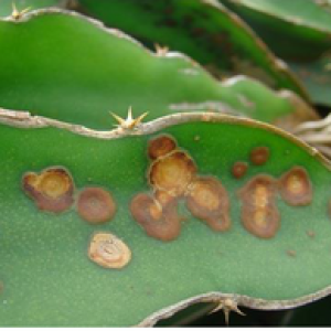 Các biện pháp phòng trừ bênh đốm trắng và đốm nâu ở cây Thanh Long