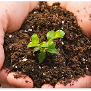 Nông nghiệp sạch – Hướng đi tất yếu trong tương lai