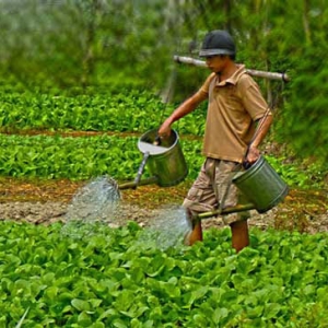 Phân bón lá phổ biến cho cây trồng